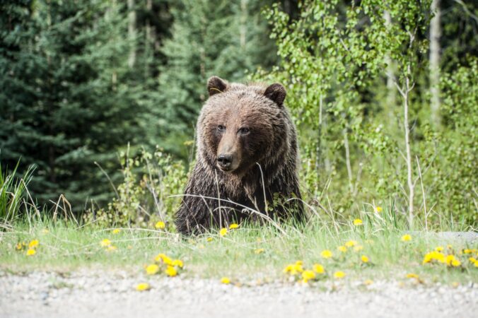 photo of grizzly bear