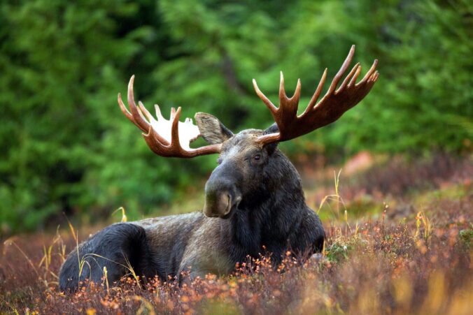 black deer lying on plants near green trees during daytime