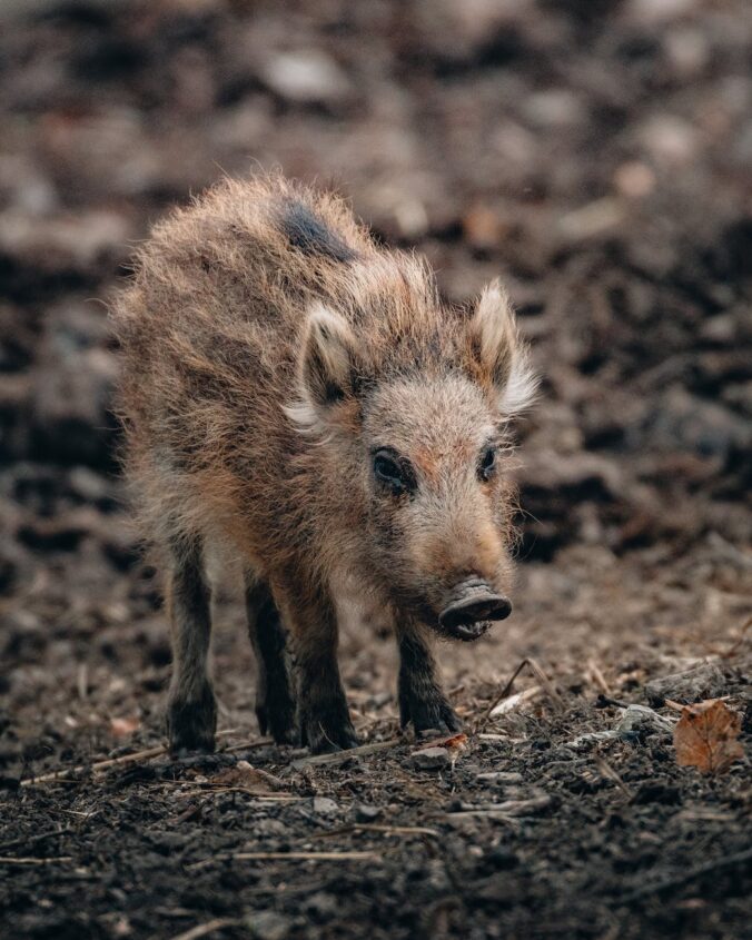 wild boar on withered grass